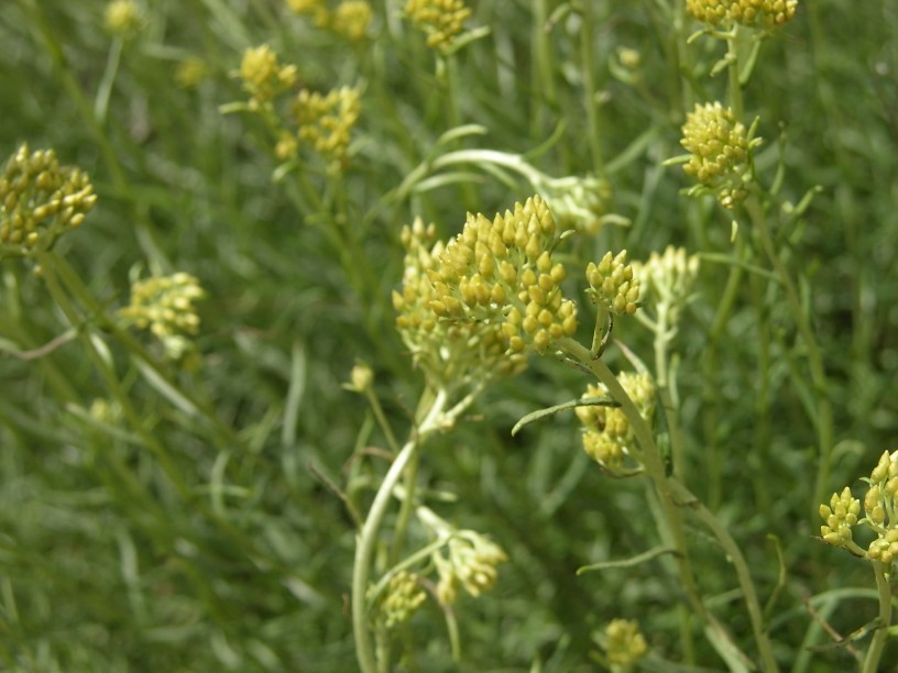 Specie dunale 4 - Helichrysum